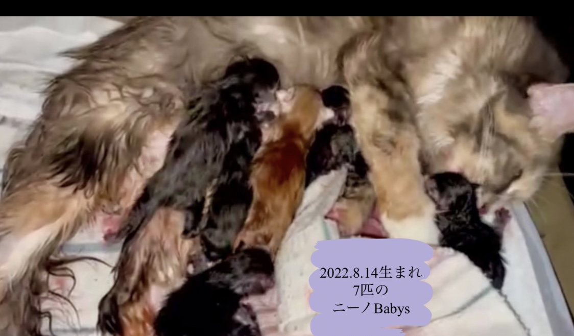 2022.8.13ニーノママに7匹のbabys誕生✨